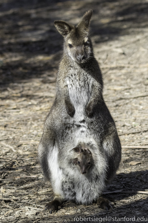 wallaby and joey